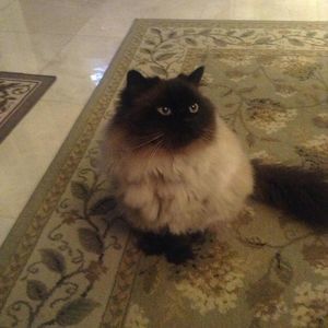 Meet your Posher, Sonya